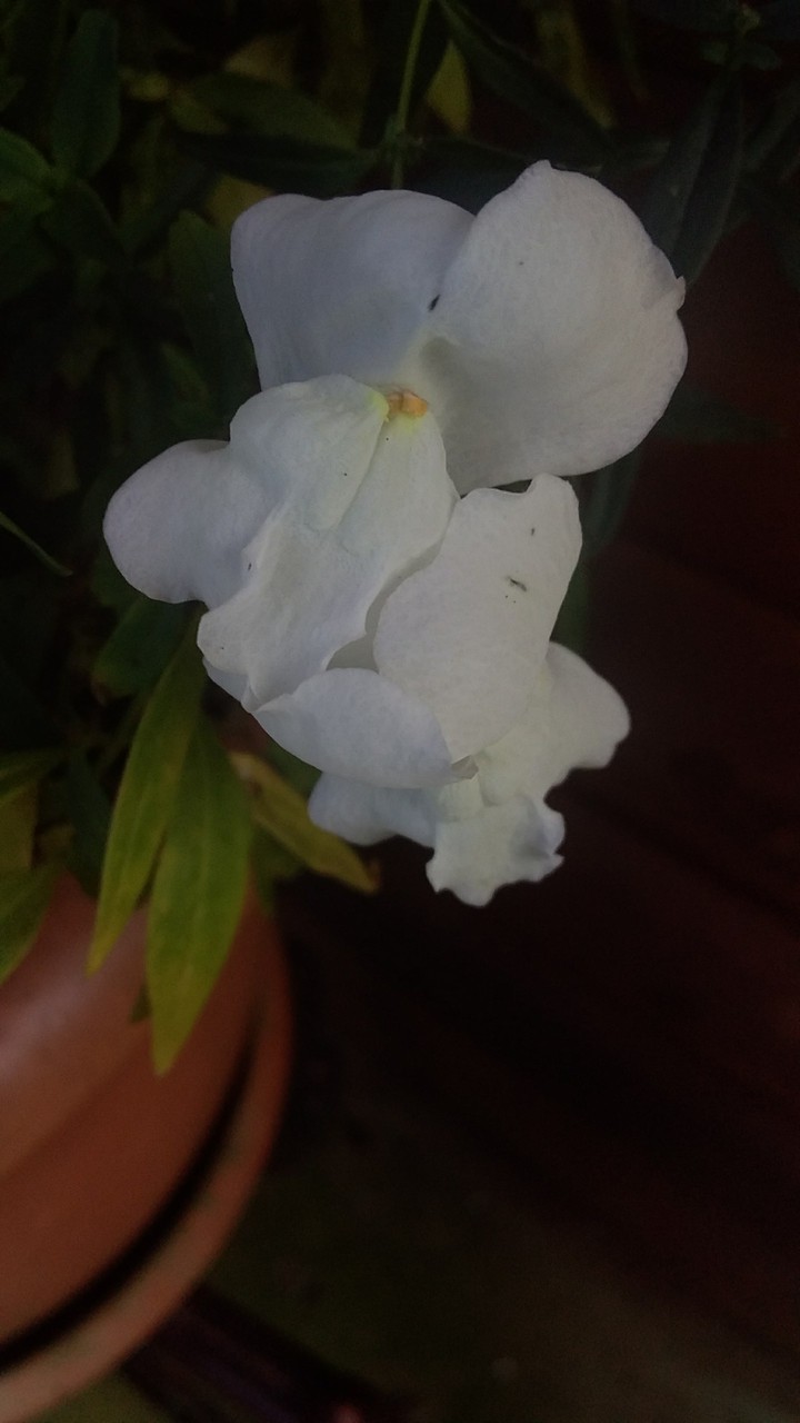 flor Blanca