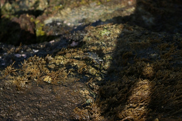 crab