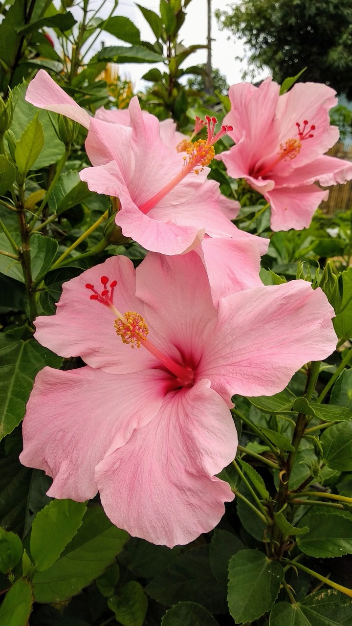 flowers