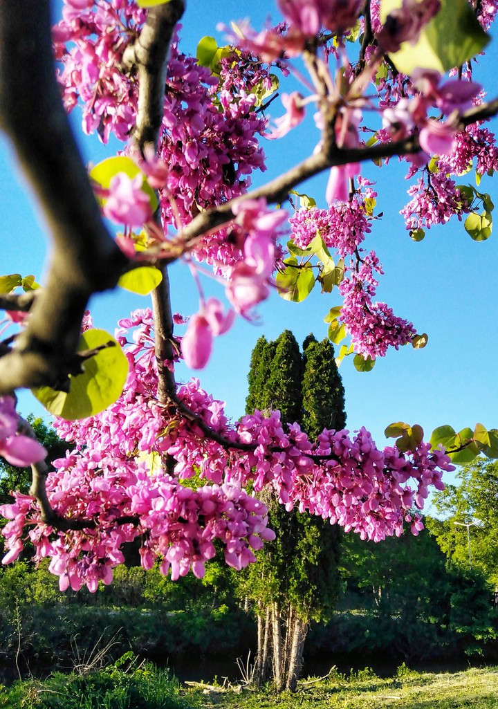 Spring <3