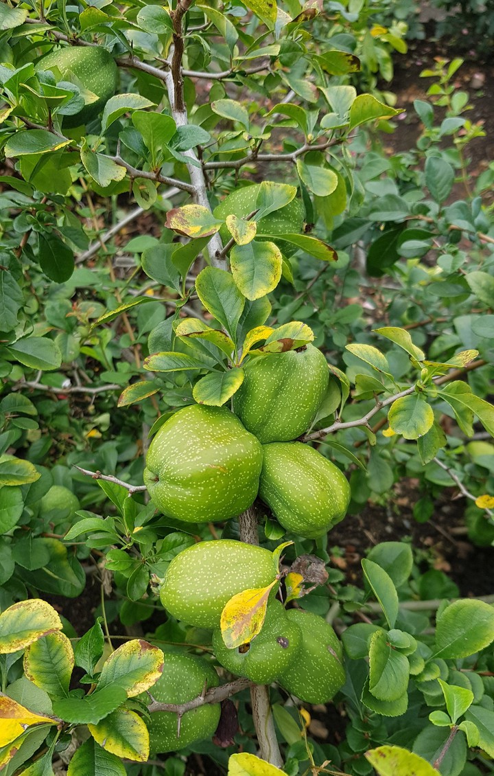 nature