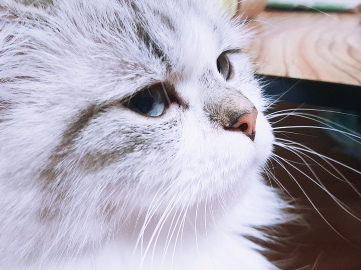 고양이 옆모습