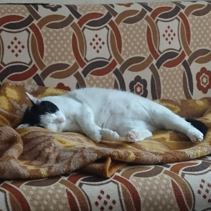 sleep cat