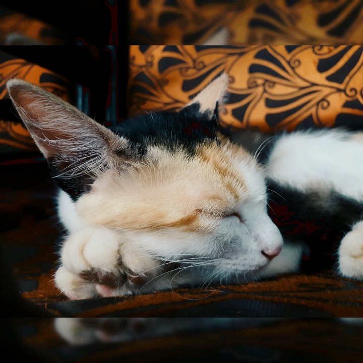 The Cat