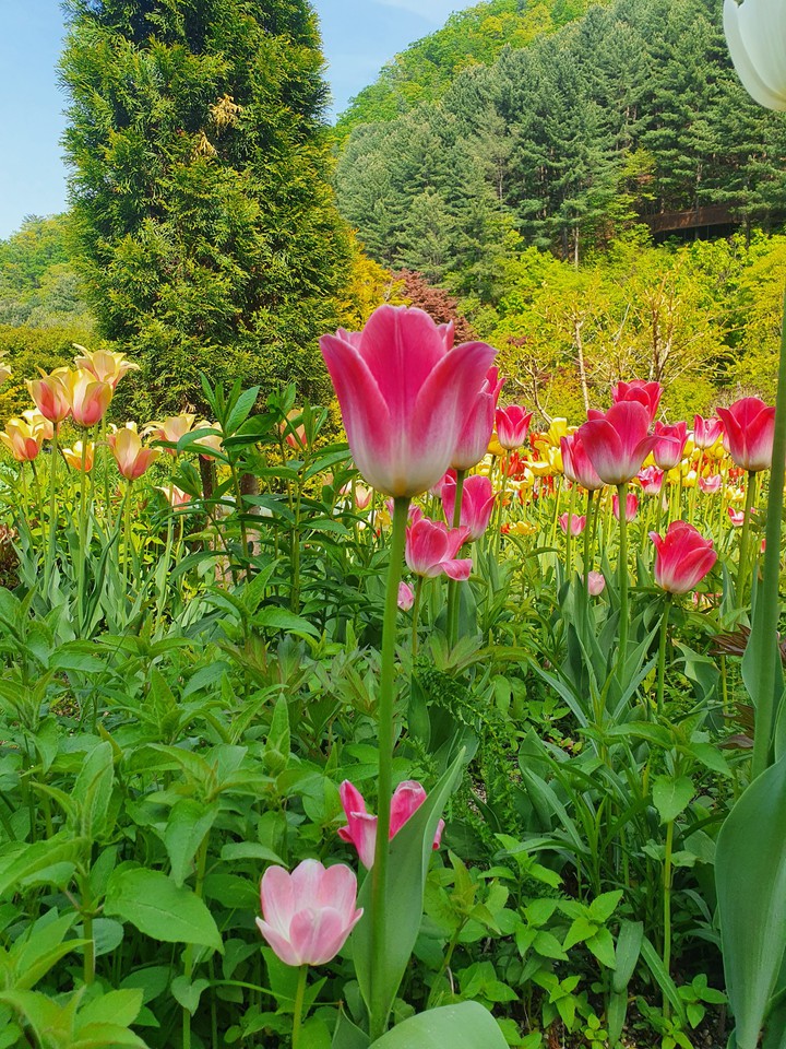 tulip