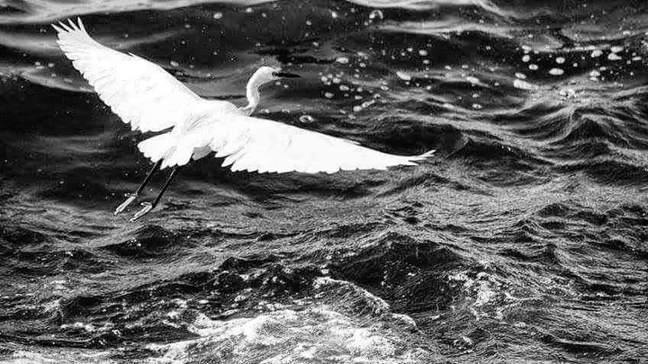hunting Wings