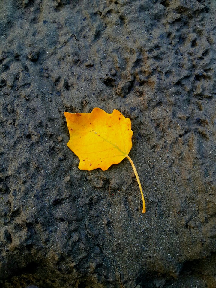 Autumn