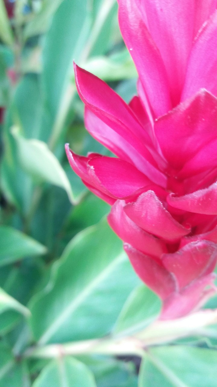 flower