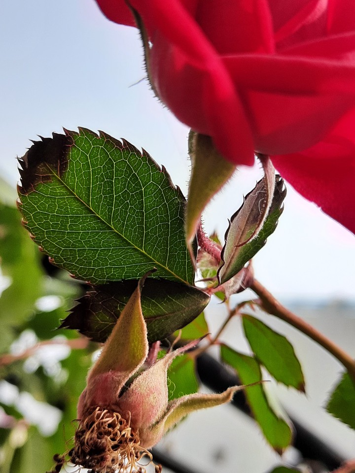 leaf