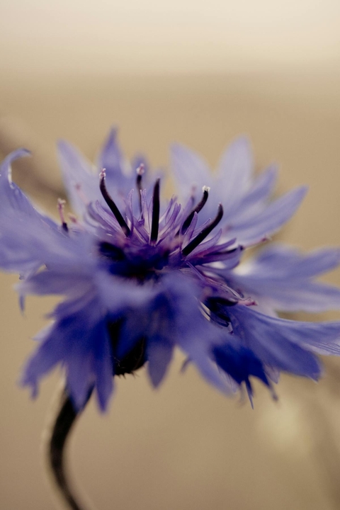 papéis de parede Pollen, closeup