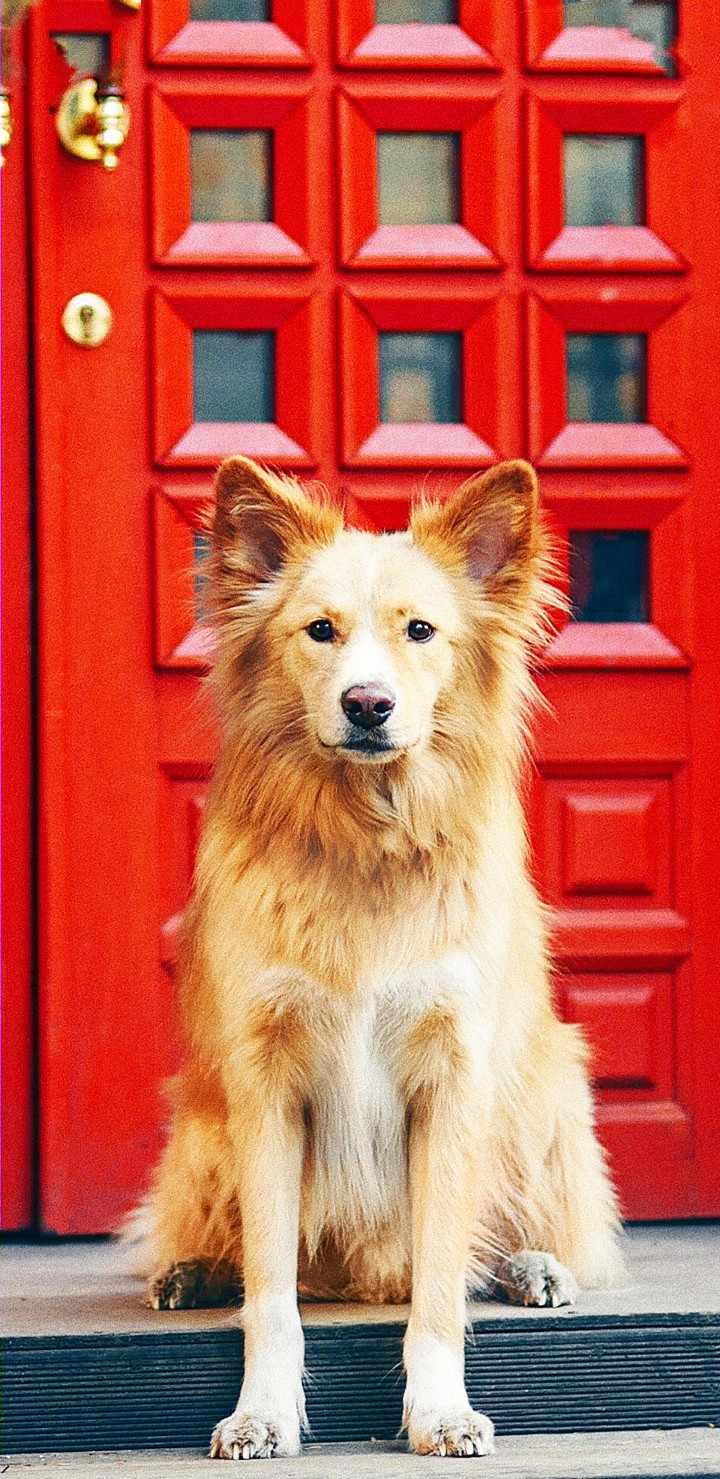 Doggy