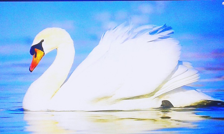 Cisne