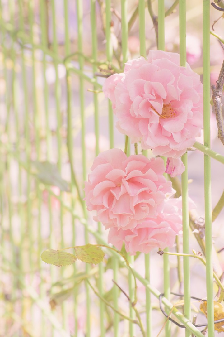 rose