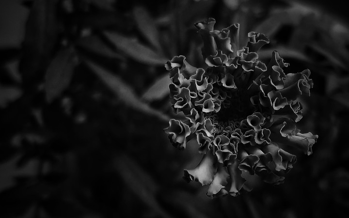 The flower