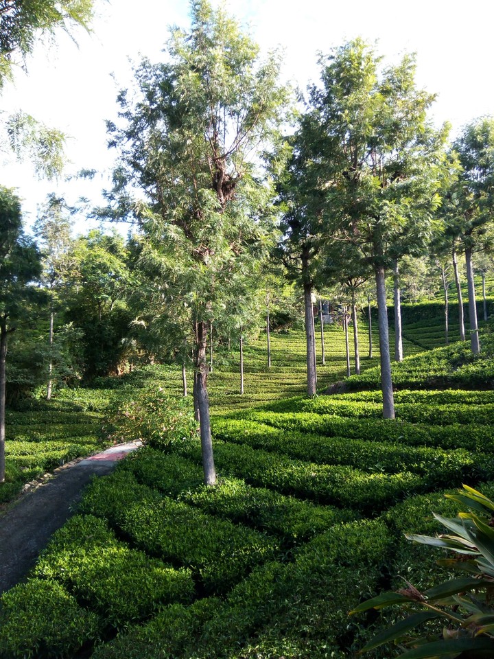 Tea Nest