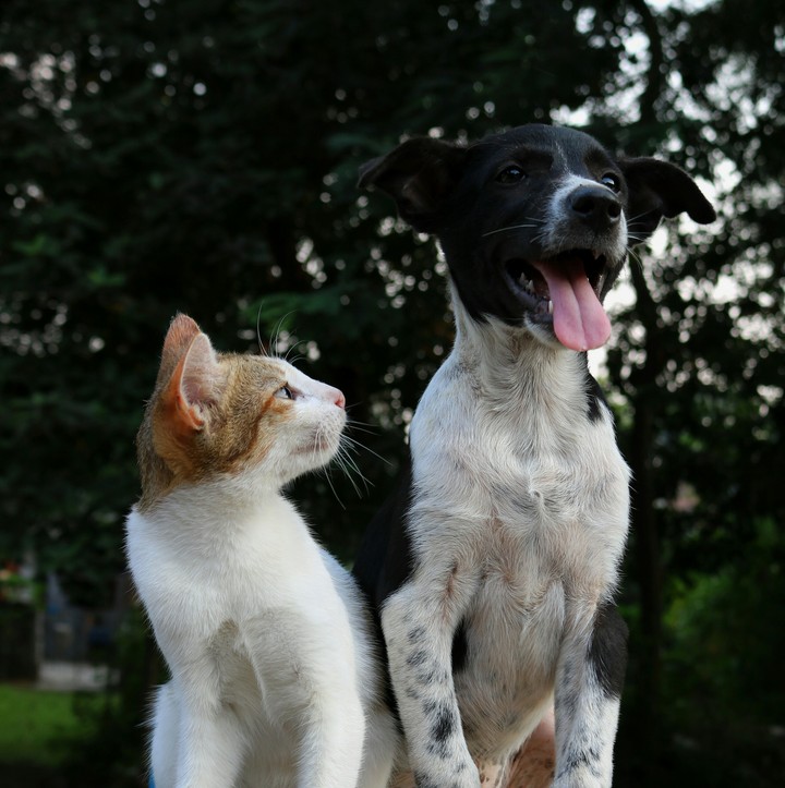 cat an dog