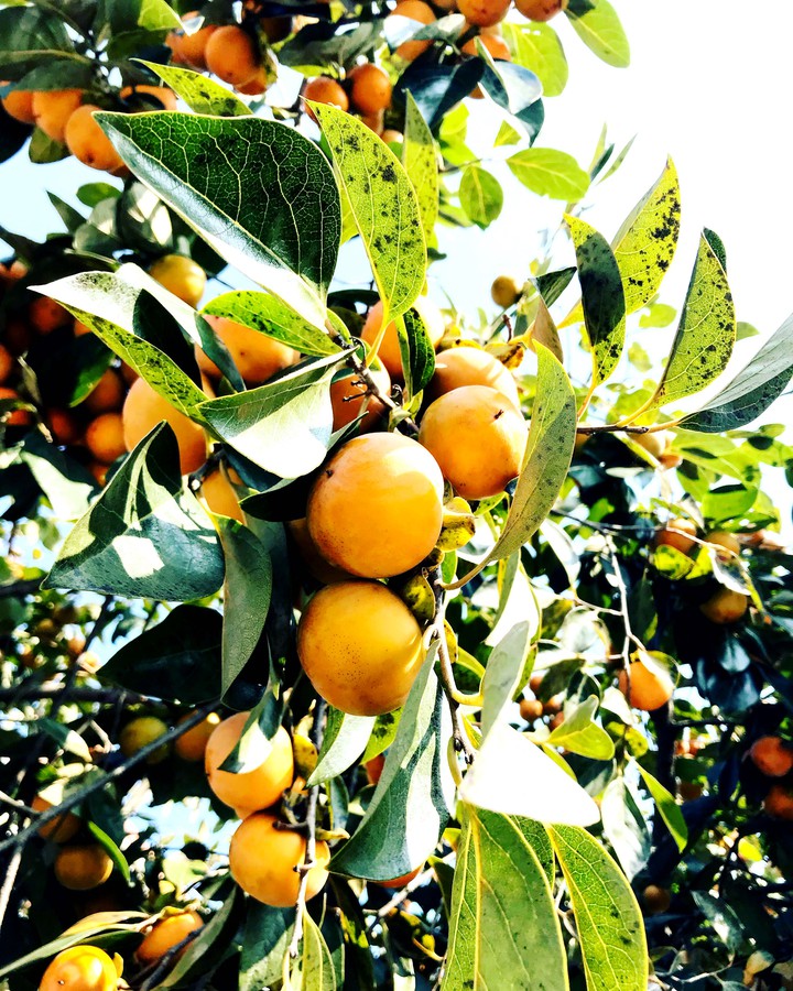 fruit?