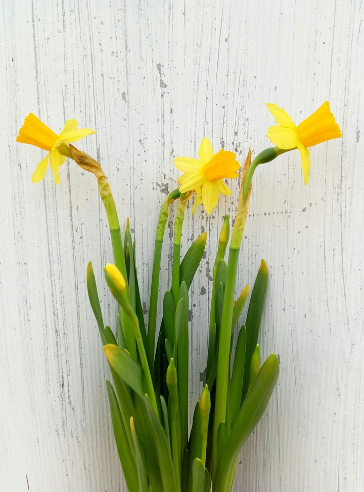 Yellow daffodils.