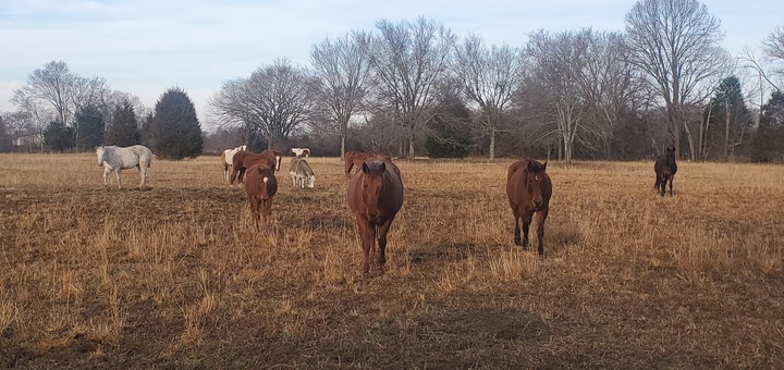 horses