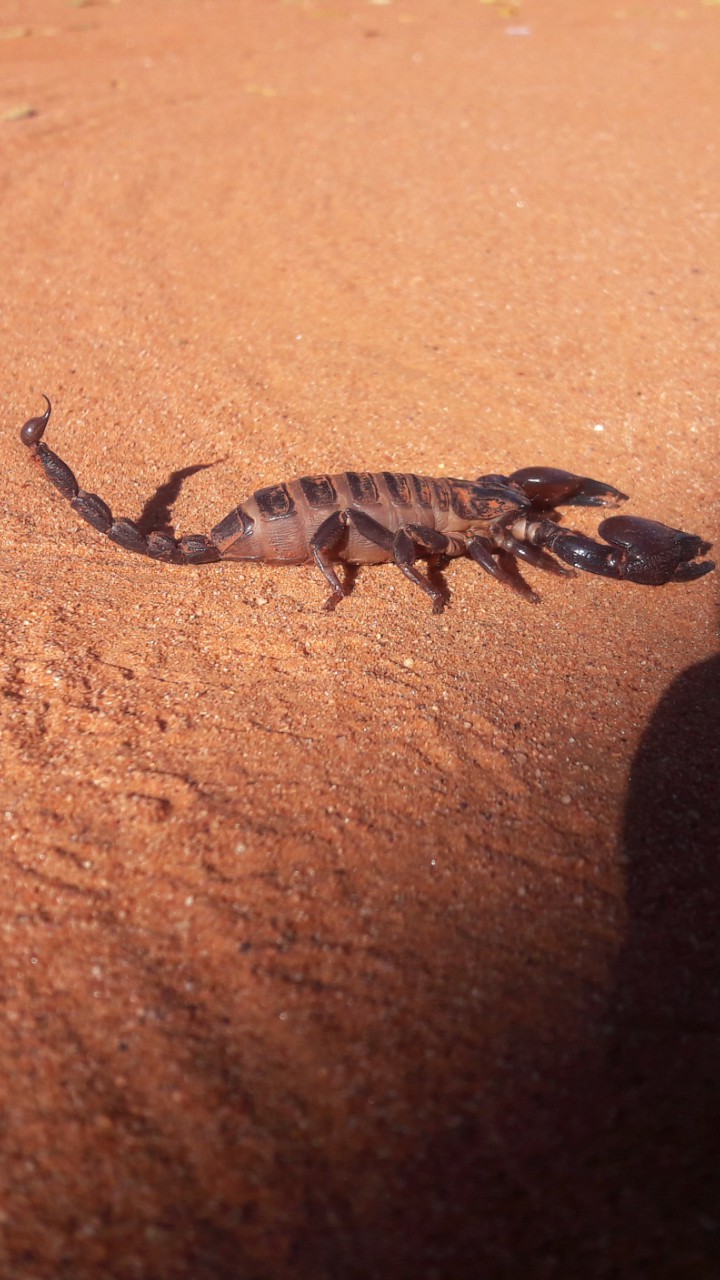 scorpion