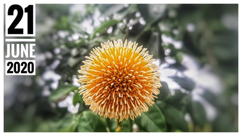 A FLOWER WHICH PROBABLY LOOKS LIKE CORONA SYMBOL