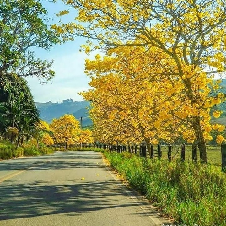 ipês na cidade de Socorro/ SP