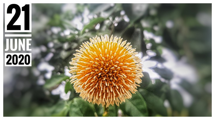 A FLOWER WHICH PROBABLY LOOKS LIKE CORONA SYMBOL