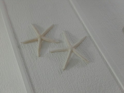 les étoiles de mer