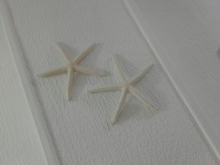 les étoiles de mer