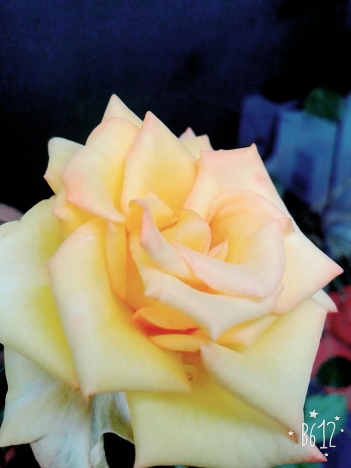 rose