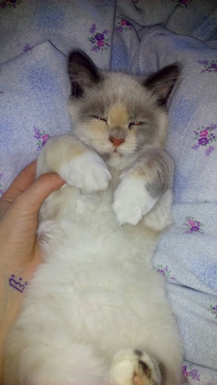 кот