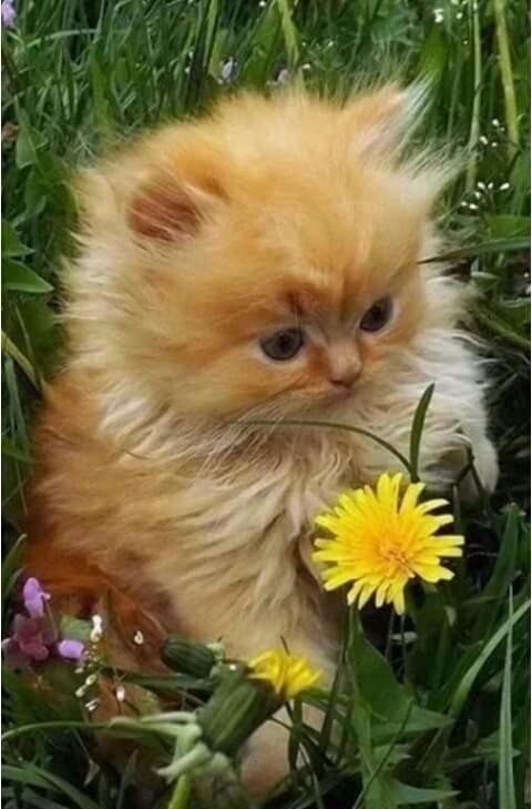 cat