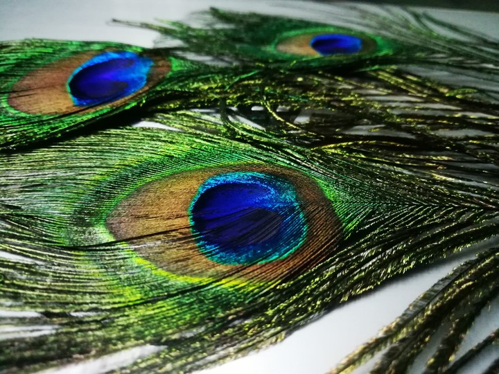 peacock feathers