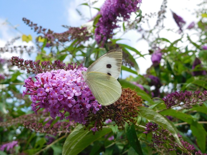 Schmetterling
