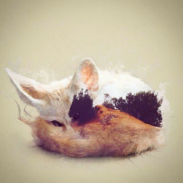 Mini fox