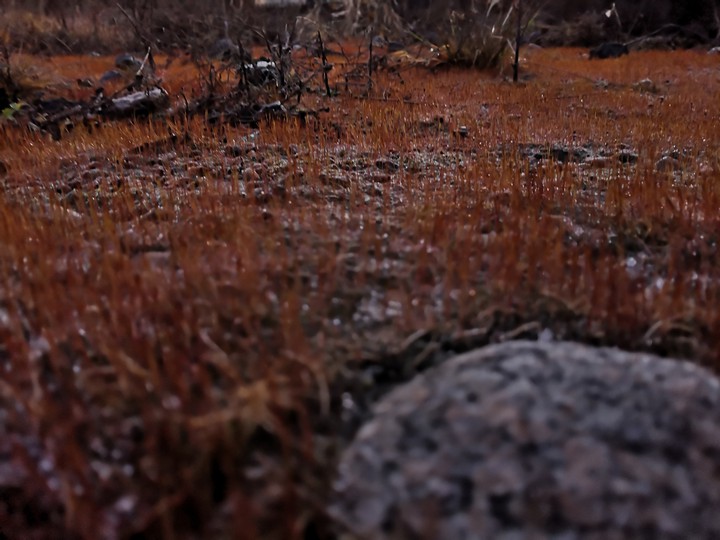 Red moss
