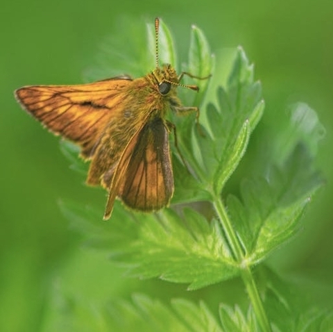 skippers, insect桌布