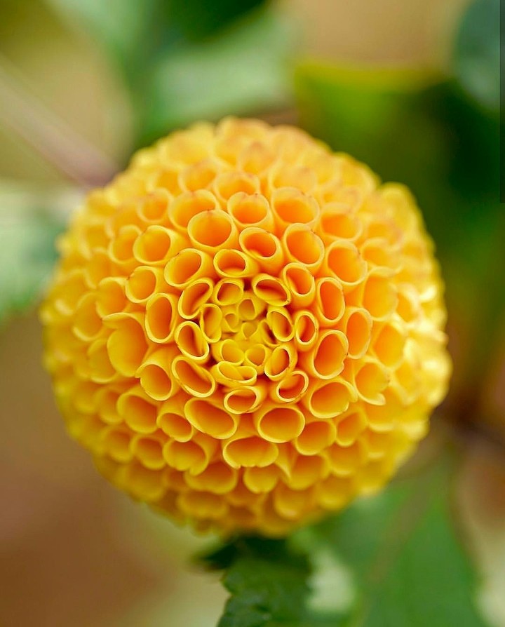 Dhalia