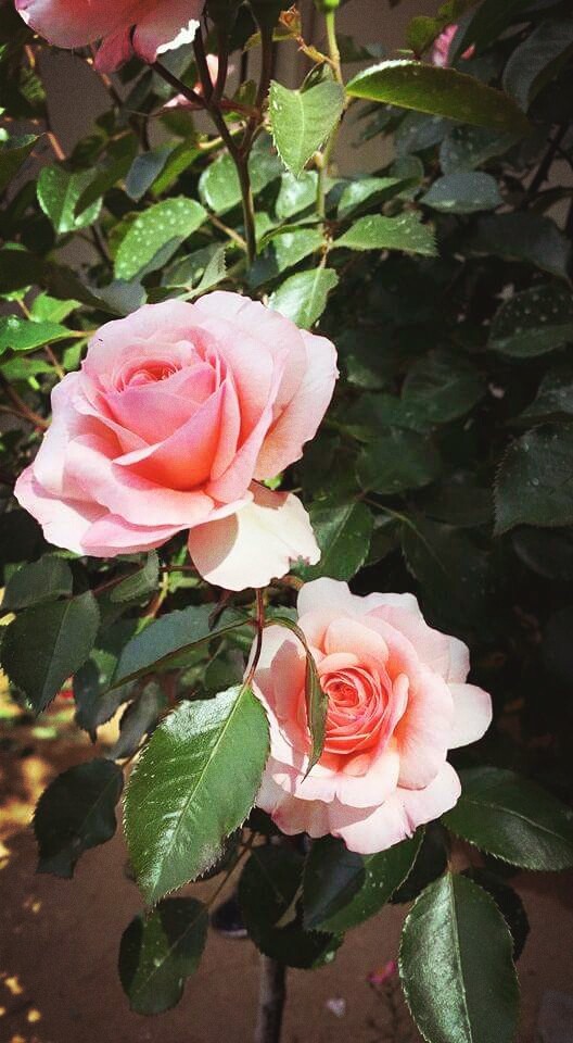 Rosas