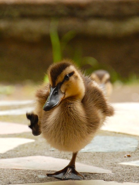baby duck