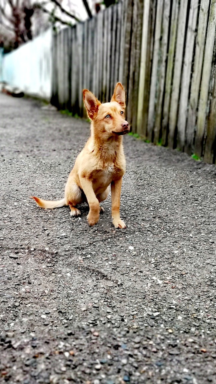 RedDog
