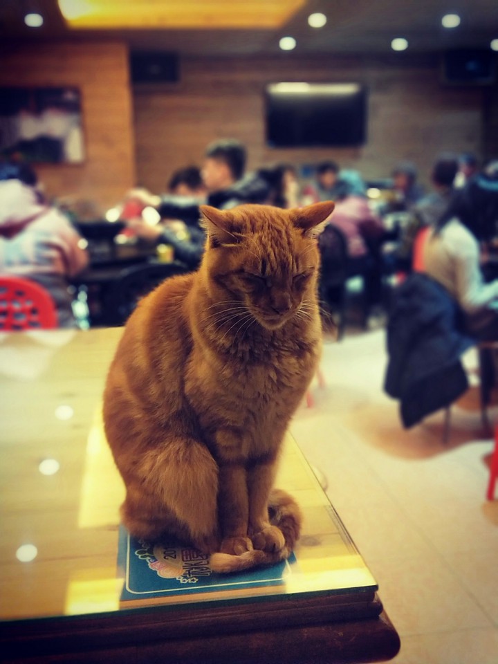 貓Cat