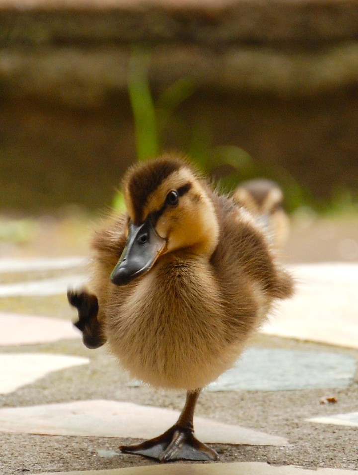baby duck