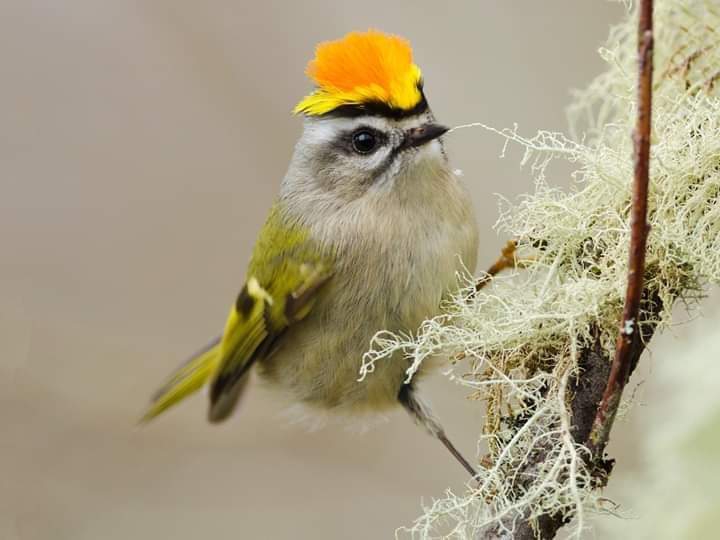 bird