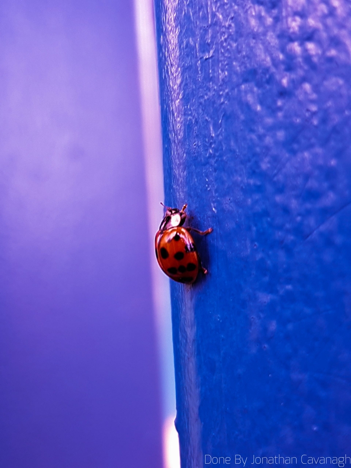 Ladybug