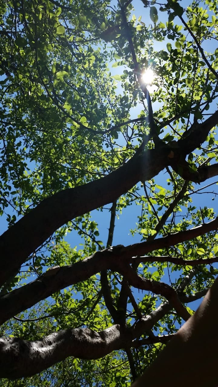 sunny tree