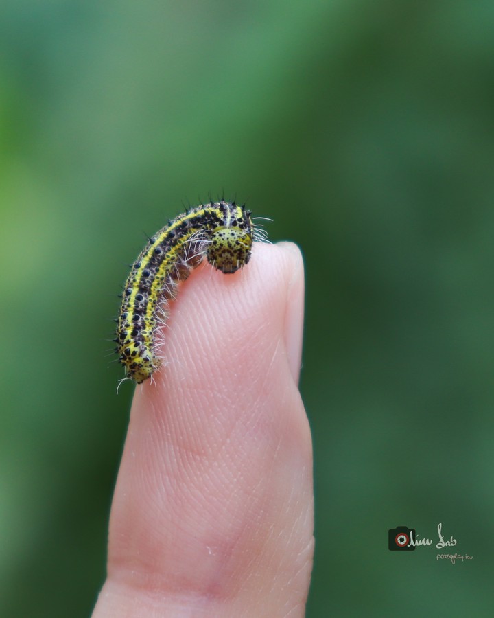 Caterpillar