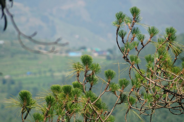 Shimla Hills