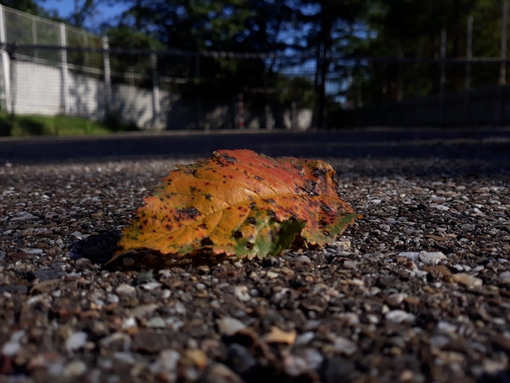 autumn