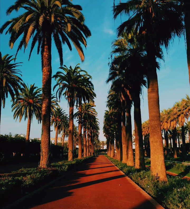 palm tree